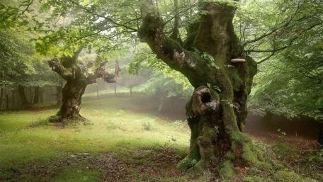 Ancient Trees in Misty Forest wallpaper