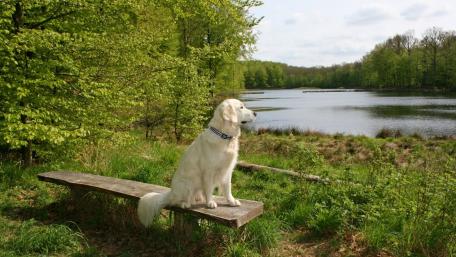Golden Retriever by the Tranquil Lake Side wallpaper