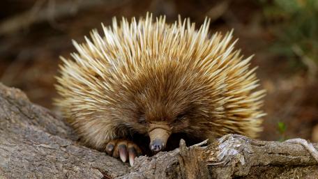 Echidna Resting Amongst Nature's Beauty wallpaper
