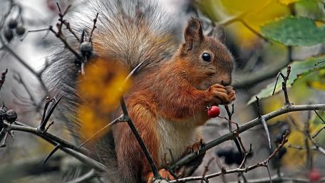 Curious Squirrel Among Autumn Leaves wallpaper