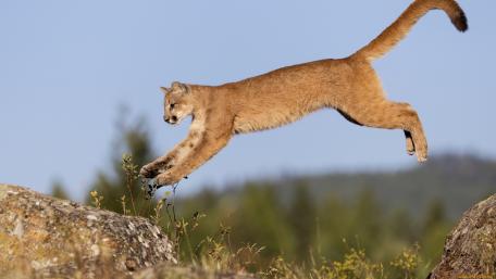 Majestic Cougar in Mid-Leap wallpaper