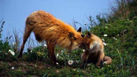 Endearing Moment Between Foxes in Nature wallpaper