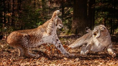 Lynx Playful Encounter in the Forest Habitat wallpaper