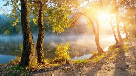 Serene Morning at the Misty Riverbank wallpaper
