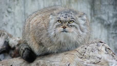 Mystical Pallas's Cat Relaxing on a Log wallpaper