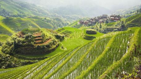 Lush Green Terraces in Tranquil Landscape wallpaper
