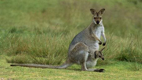 Kangaroo Mother and Baby in Their Natural Habitat wallpaper