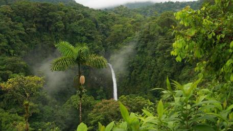 Lush Jungle with Majestic Waterfall Scene wallpaper