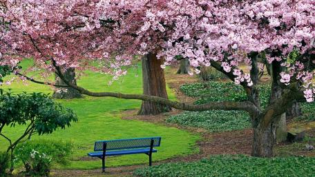 Spring Serenity in Bloom wallpaper