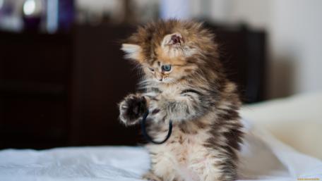 Fluffy Kitten Playing with a Toy Ring wallpaper