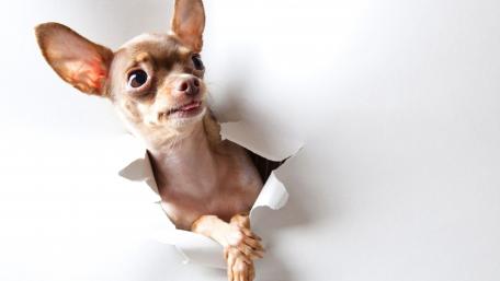 Curious Chihuahua Peeking Through Paper Wall wallpaper