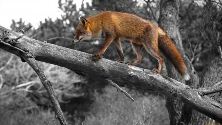 Graceful Fox Balancing on a Branch wallpaper