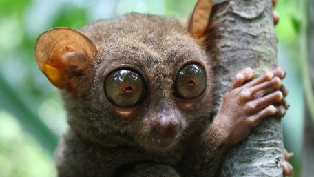 Curious Tarsier in Its Natural Habitat wallpaper