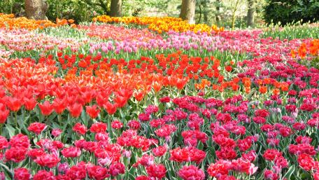 Vibrant Tulip Bloom in Full Spring Glory wallpaper