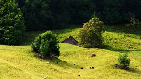 Tranquil Orchard in Lush Green Hillside wallpaper