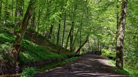 Lush Green Forest Pathway for Tranquility and Peaceful Adventures wallpaper