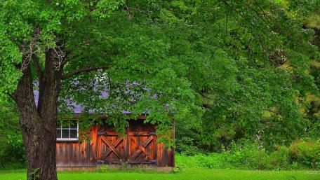 Serene Hideaway Among Lush Greenery wallpaper