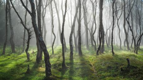Mystical Foggy Forest Scene wallpaper