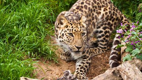 Majestic Leopard in Lush Habitat wallpaper