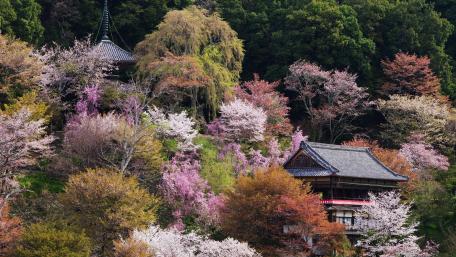 Serene Cherry Blossom Sanctuary wallpaper