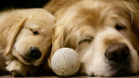Golden Retrievers Sharing a Cozy Moment wallpaper