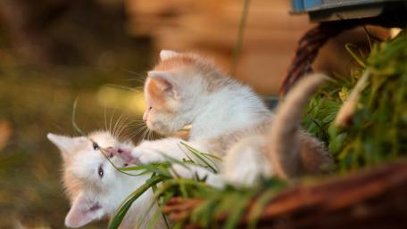 Playful Kittens in a Natural Setting wallpaper