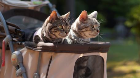 Adorable Cats in a Stroller wallpaper