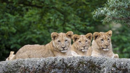 Majestic Lion Cubs Resting Together wallpaper