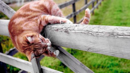 Playful Ginger Cat Relaxing on a Wooden Fence wallpaper
