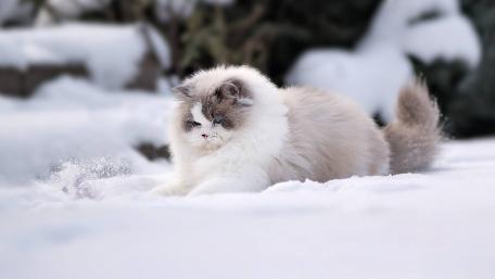 Fluffy Cat Enjoying a Winter Wonderland wallpaper
