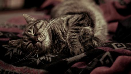 Cozy Cat Napping on Warm Blanket wallpaper