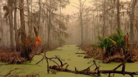 Manchac swamp wallpaper