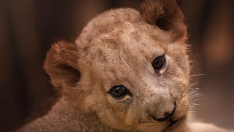 Cute Lion Cub Captivating Innocence and Wonder in Nature wallpaper