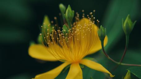 Golden Beauty of Nature's Blossoms wallpaper