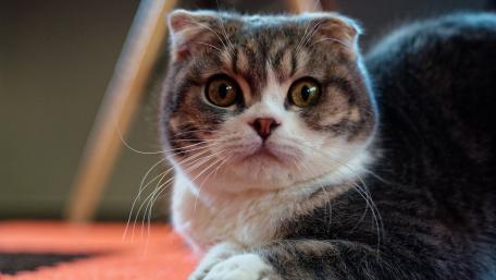 Charming Close-Up of a Scottish Fold Cat wallpaper