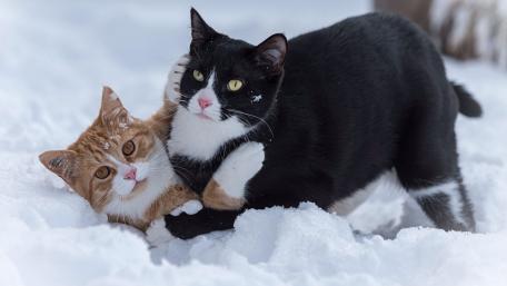 Playful Cats Enjoying Winter Fun in the Snowy Landscape wallpaper
