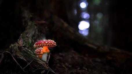 Enchanting Glimpse of Mystical Mushrooms in the Forest wallpaper