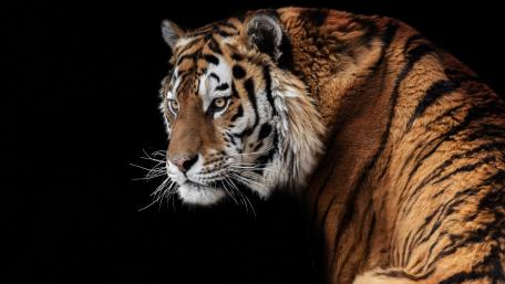Majestic Tiger Against a Dark Background wallpaper
