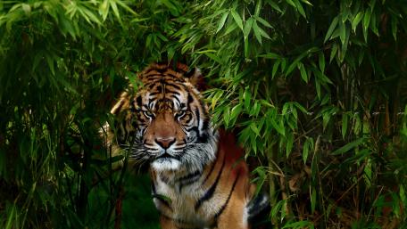 Majestic Tiger Peering Through Lush Bamboo Forest wallpaper