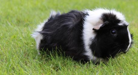 Adorable Black and White Guinea Pig on Grass wallpaper