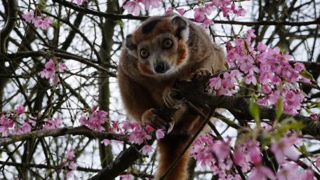 Curious Lemur Amidst Blossoming Cherry Trees wallpaper