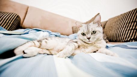 Charming Cat on a Cozy Bed wallpaper