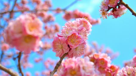 Delicate Pink Blossoms Under Clear Blue Sky wallpaper