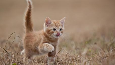 Playful Ginger Kitten Exploring Nature wallpaper