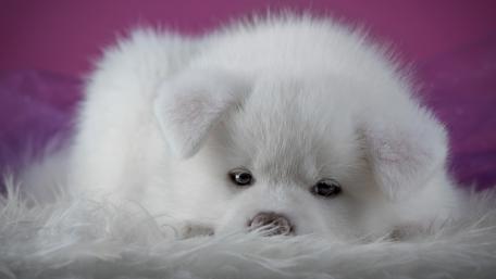 Adorable White Puppy on Soft Surface wallpaper