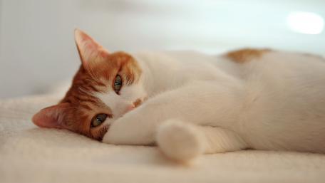 Cozy Cat Relaxing on Soft Bedding wallpaper
