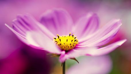 Delicate Pink Cosmos Blossom with Vibrant Center wallpaper