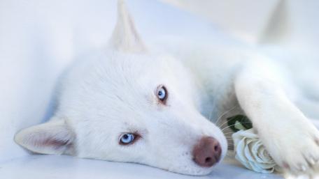 Elegant White Dog with Blue Eyes wallpaper