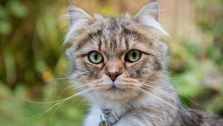 Charming Feline Companion in Nature's Embrace wallpaper
