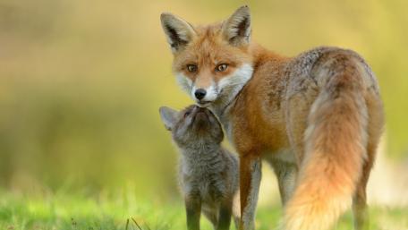 Fox Family Bonding Moment in Nature wallpaper